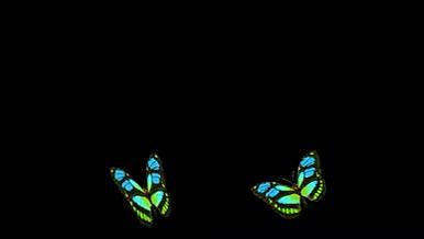 蓝绿渐变蝴蝶飞舞带通道旋转动效素材AE视频的预览图
